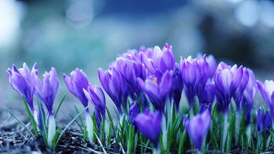 历史时代3冬促打折